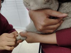 -瑞派福兴宠物医院犬猫全科·骨科·中西医结合(河东店)