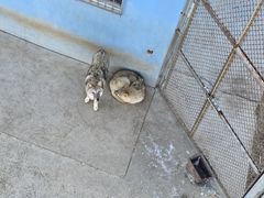 -青藏高原野生动物园