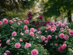 -洛阳市隋唐城遗址植物园