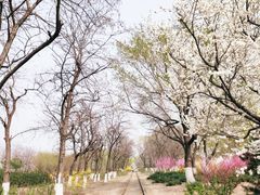 -永定河休闲森林公园