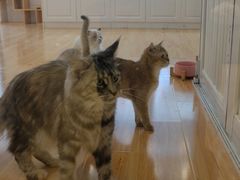 -momokira米努特·德文卷毛猫·棉花面纱犬
