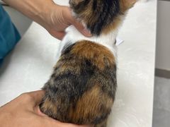 -中农国际动物医院24小时·猫科·骨科·急重症中心