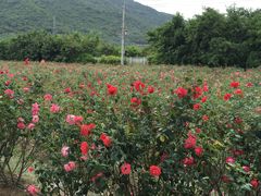 -亚龙湾国际玫瑰谷