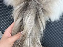 -唐小姐の猫狗洗护·购宠旗舰店(周浦万达店)