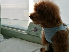 -康旭宠物医院(郑州总院)