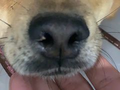 -北京恒爱动物医院(清景园分院)