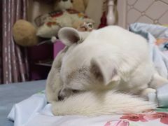 -瑞派宠物医院·内科·软组织·绝育中心(沈阳八纬路分院)