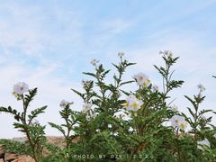 -上海辰山植物园