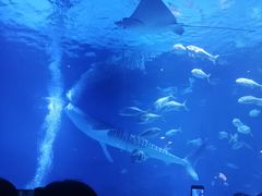 -烟台海昌鲸鲨海洋公园