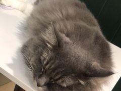 -安格丽娜·狗咖·猫咖羊驼咖(春熙路百盛商场店)