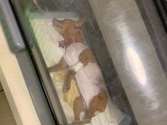 -乐派堂宠物医院·猫友好· 心脏科(东街店)