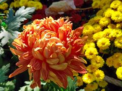 -国家植物园南园