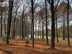 -上海海湾国家森林公园