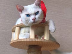 -蓝鲸·缅因猫舍
