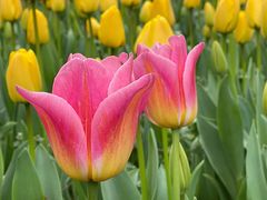 -无锡梅园公园