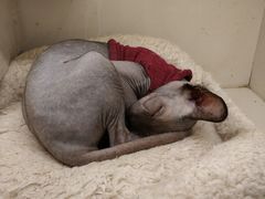 -猫小院猫主题咖啡厅(北锣店)