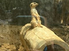 -青岛森林野生动物世界