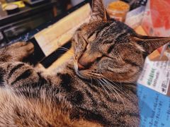 -猫的天空之城概念书店(杭州南宋御街店)