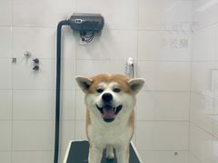 -柚子宠物(伊珊娜调理店)