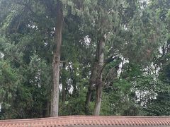 -都江堰普照寺