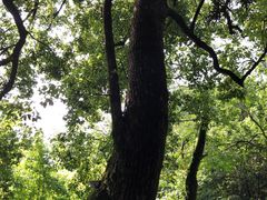 -十八棵（老龙井）御茶园(老龙井店)