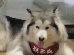 -Husky Go! 哈士奇体验馆·宠物咖啡厅狗咖