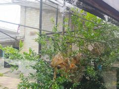 -辛玛王国游乐园