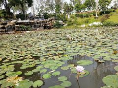 -东莞植物园