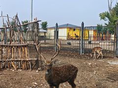 -大青山野生动物园