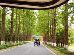 -黄海国家森林公园