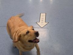 -顺强宠物诊所·狂犬免疫·夜诊·骨科(嘉定店)