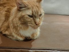 -MOCHA明星猫咖(田子坊店)
