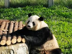 -西霞口神雕山野生动物世界
