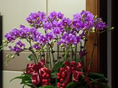 -龙大花卉苗木市场