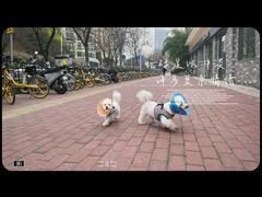 -伟伟宠物医院·CT影像中心·瑞派犬猫综合性门诊(汉口总院)