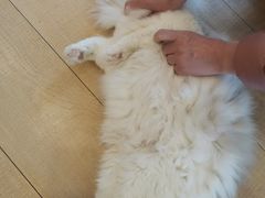 -Let's go狗咖·猫咖·奶狗·桌游(春熙路IFS店)