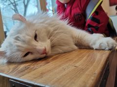 -猫小院猫主题餐厅(南锣旗舰店)