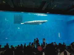 -芜湖新华联大白鲸海洋公园