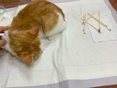 -安安宠医·臻爱宠物医院·宠保定点(营门口路分院)