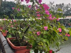 -小洲村