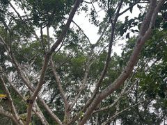 -野象谷景区