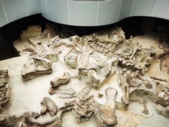 -自贡恐龙博物馆