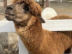 -哈尔滨北方森林动物园