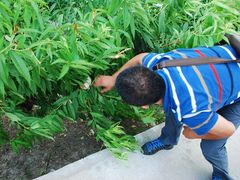 -南汇水蜜桃采摘(大团店)