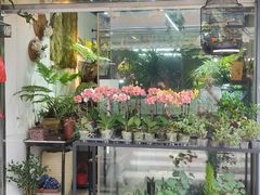 -溪岸路花鸟市场