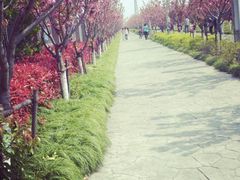 android_upload_pic-高东镇樱花园