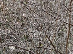 -中山市树木园