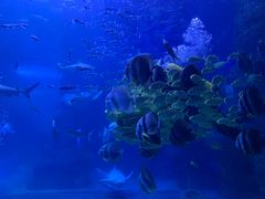 -左海海底世界
