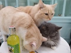 -安格丽娜·狗咖·猫咖羊驼咖(春熙路百盛商场店)