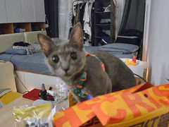 -瑞鹏宠物医院·骨科·猫科·内科(第一中心)